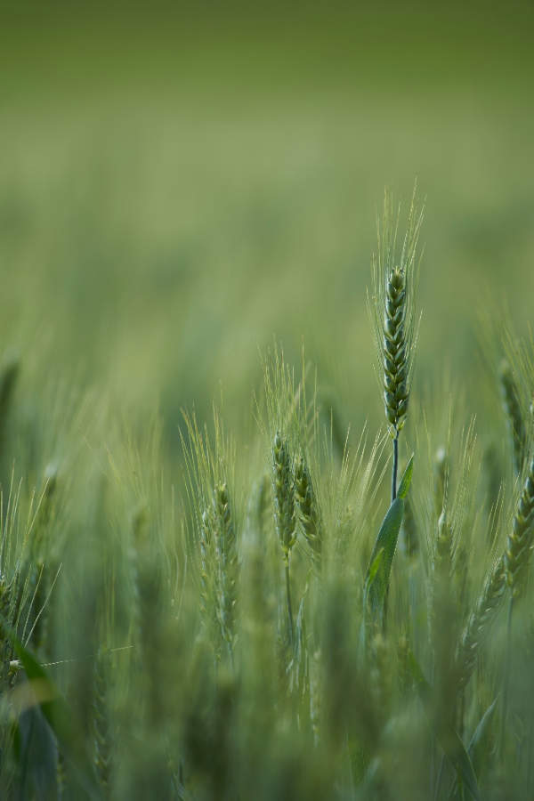 Wheat field at harvest